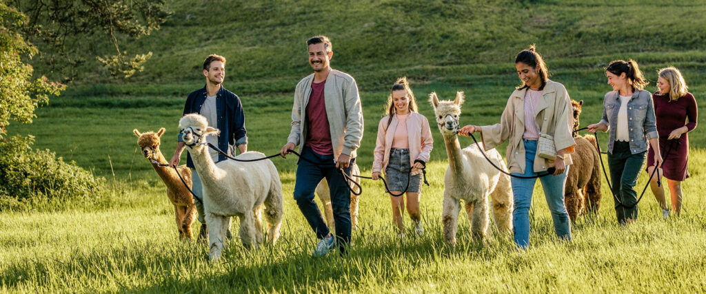 Personen bei Alpakawanderung auf grüner Wiese