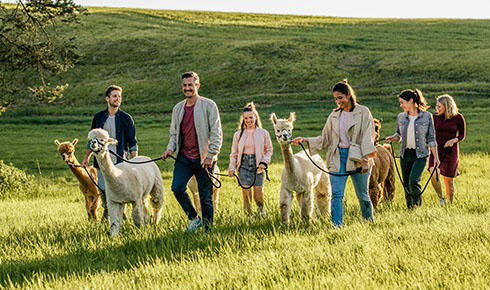 Personen bei Alpakawanderung auf grüner Wiese