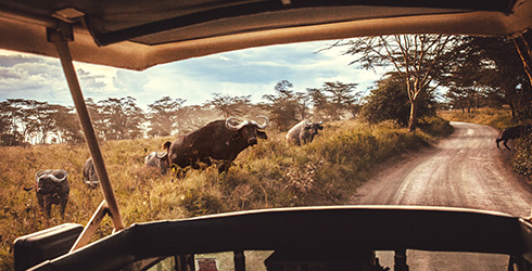 Safari durch die Savanne in Afrika